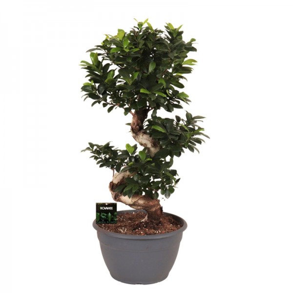 Фикус микрокарпа Гинсенг / Ficus microcarpa Ginseng Ø30см ↑90см
