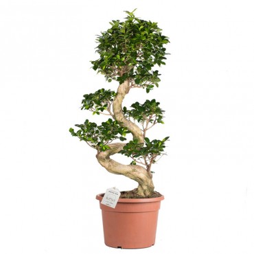 Фікус мікрокарпа Гін...