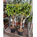 Фикус Бенджаміна Екзотика косичка 140см / Ficus benjamina Exotica 140cm
