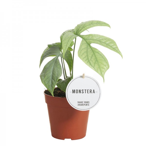 Монстера Амідріум Медіум Сільвер  / Monstera Amydrium Medium SILVER Ø12см ↑25см