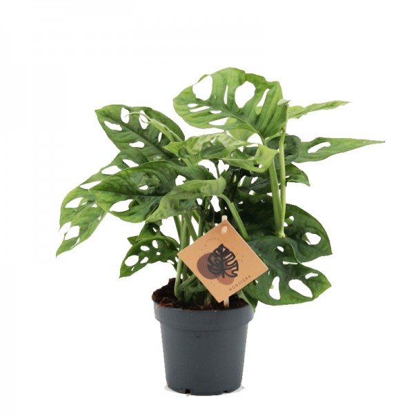 Монстера Адансона  / Monstera adansonii Ø12см ↑25-30см