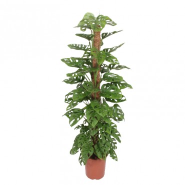 Монстера Адансона  /...