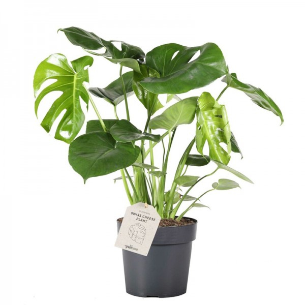 Монстера делікатесна  / Monstera deliciosa  Ø17см ↑50-60см