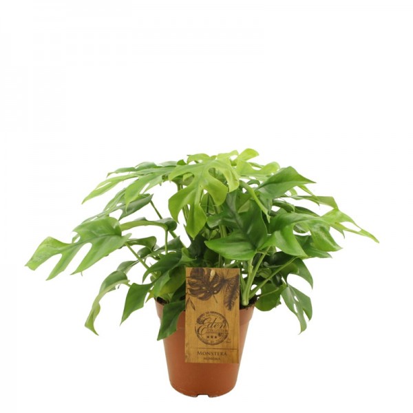 Монстера мініма  / Monstera minima Ø12см ↑35-40см