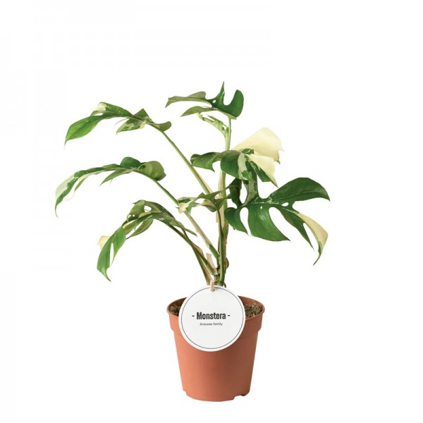 Монстера мініма Варіегата  / Monstera minima Variegata Ø12см ↑35-40см