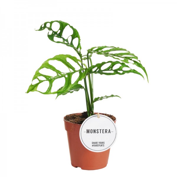 Монстера обліква Перу  / Monstera deliciosa obliqua Peru Ø12см ↑30-40см