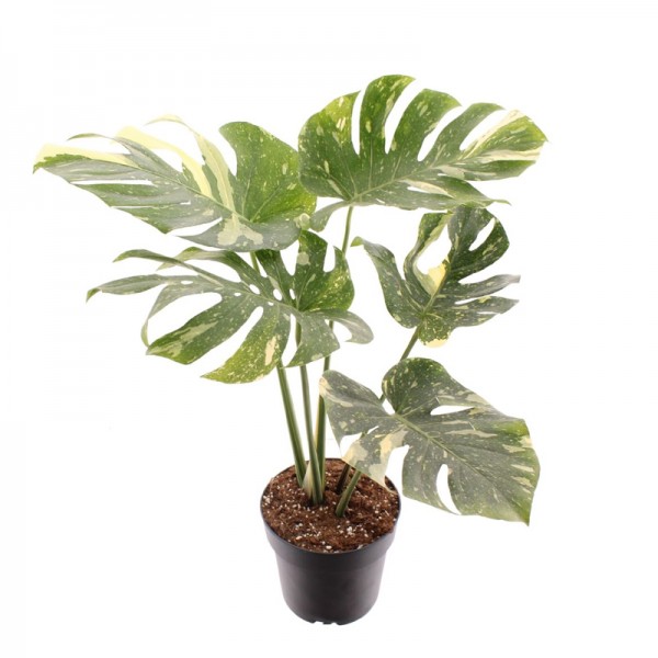 Монстера делікатесна Тайське Сузір'я  / Monstera deliciosa Thai Constellation Ø17см ↑55-65см
