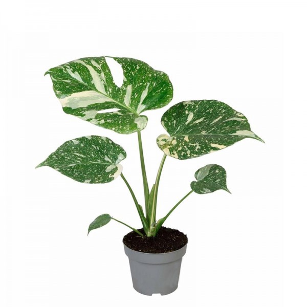 Монстера делікатесна Тайське Сузір'я  / Monstera deliciosa Thai Constellation Ø12см ↑35-45см