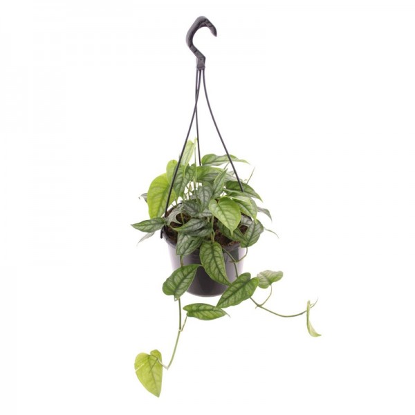 Монстера сільтепекана  / Monstera siltepecana Ø15см ↑30-40см