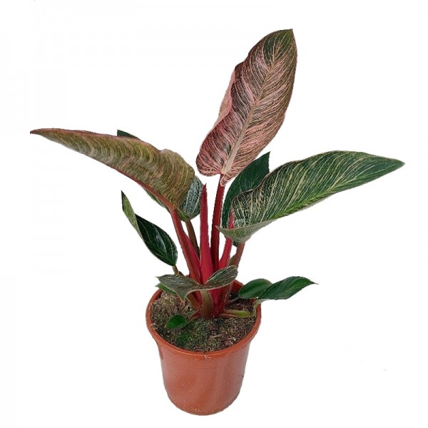 Філодендрон Пінк Бікіні / Philodendron Pink Bikini Ø12см ↑25-30см