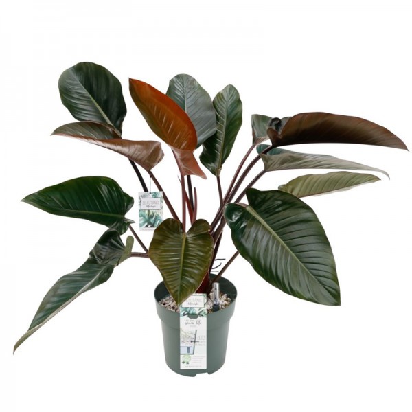 Філодендрон Ред Б'юті / Philodendron Red Beauty  Ø27см ↑90-100см