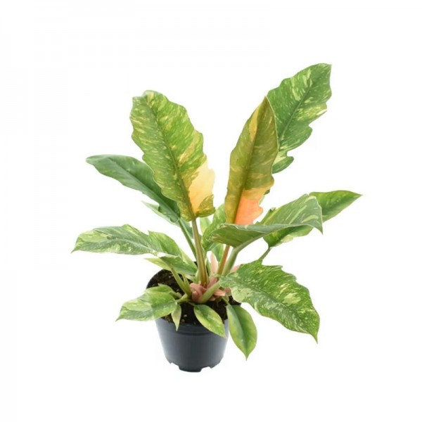 Філодендрон Рінг оф Фаєр / Philodendron Ring of Fire