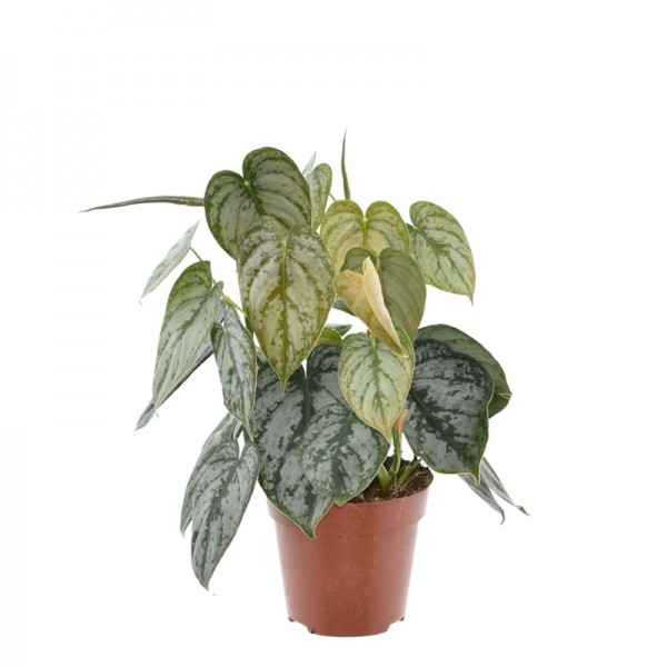 Філодендрон Брандтіанум / Philodendron brandtianum Ø12см ↑25см