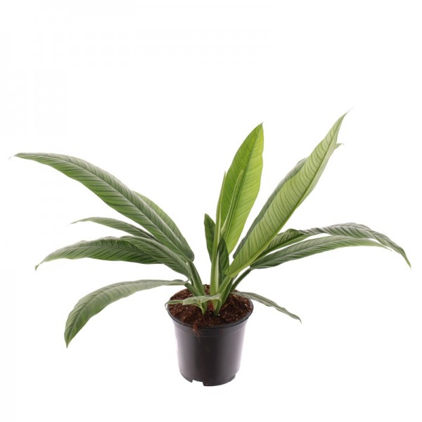 Філодендрон Кампі Лунетта / Philodendron Campii Lynette Ø14см ↑30-40см