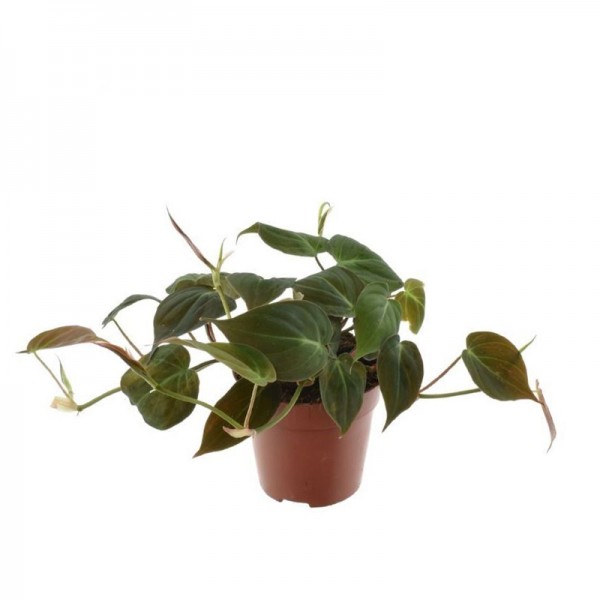 Філодендрон Сканденс Міканс  / Philodendron Scandens Micans Ø12см ↑20-25см