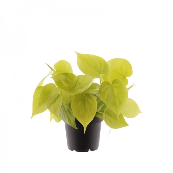 Філодендрон Сканденс Міканс 'Лайм' / Philodendron Scandens Micans 'Lime' Ø12см ↑20-25см