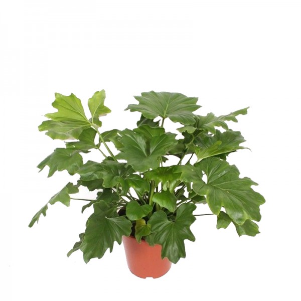 Філодендрон Літл Хоуп / Philodendron Little Hope Ø21см ↑70-80см