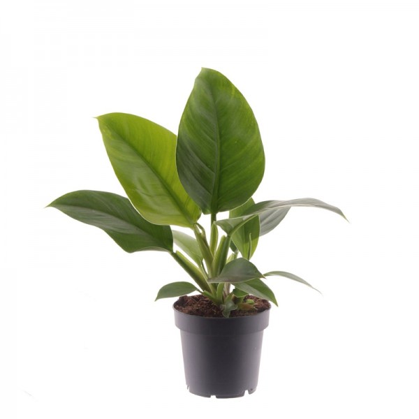 Филодендрон Империал Грин / Philodendron Imperial Green Ø12см ↑30-40см