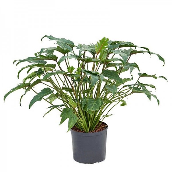 Філодендрон Ксанаду / Philodendron Xanadu Ø21см ↑55-65см