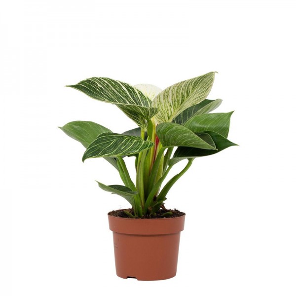 Філодендрон Біркін / Philodendron BIRKIN Ø12см ↑25см