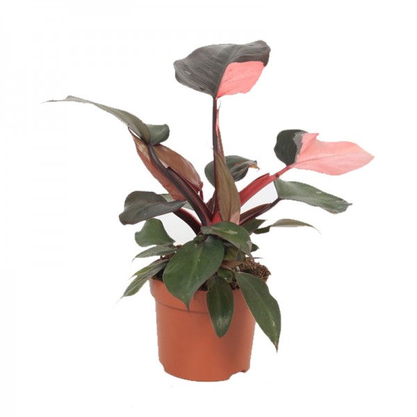 Філодендрон Пінк Прінцес  / Philodendron Pink Princess  Ø12см ↑25-35см