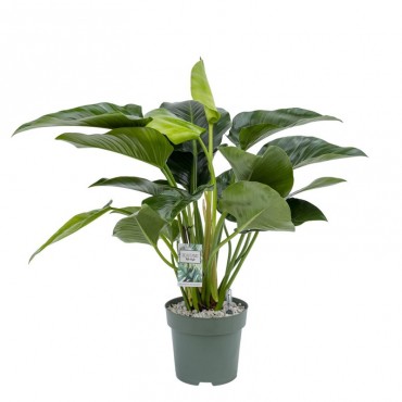 Філодендрон Грін Б'ю...