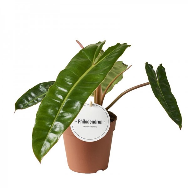 Філодендрон Білітау / Philodendron billietiae Ø12см ↑30-40см
