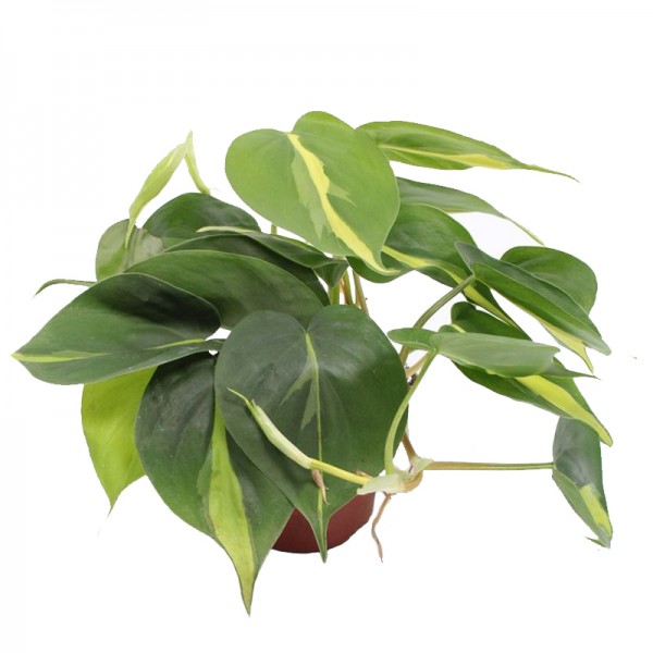 Філодендрон лазячий Бразіл / Philodendron Scandens Brasil Ø12см ↑20-30см