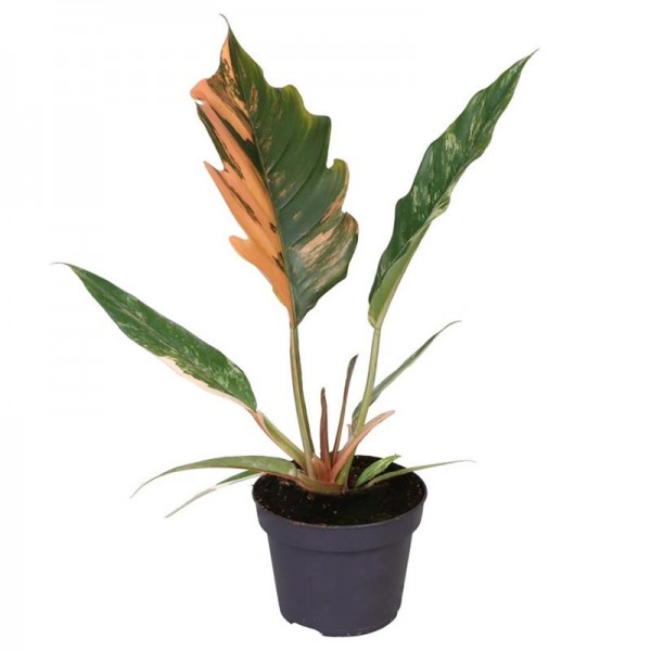 Філодендрон Карамель Марбл / Philodendron Caramel Marble Ø12см ↑35-40см