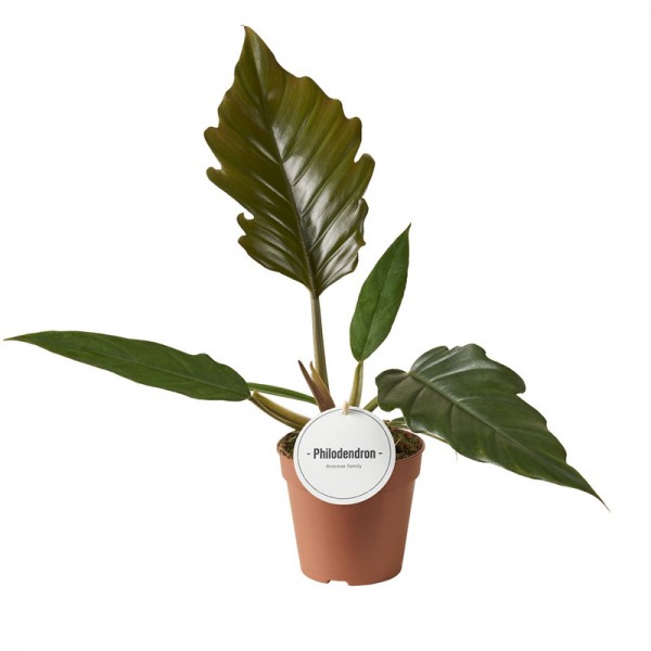 Філодендрон Чоко Емпрес / Philodendron  Choco Empress Ø12см ↑30-40см