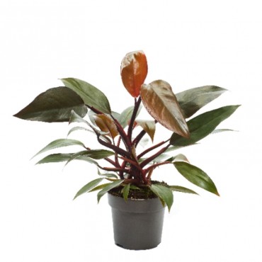 Філодендрон червоний...