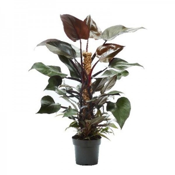 Филодендрон красноватый 'Нью Ред' / Philodendron erubescens 'New Red' Ø17см ↑55-65см