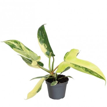 Філодендрон Флоріда ...