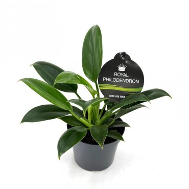 Філодендрон Грін Прі...