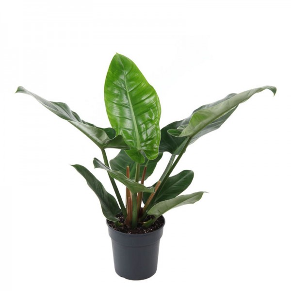 Філодендрон Імперіал Грін / Philodendron Imperial Green Ø19см ↑50-55см