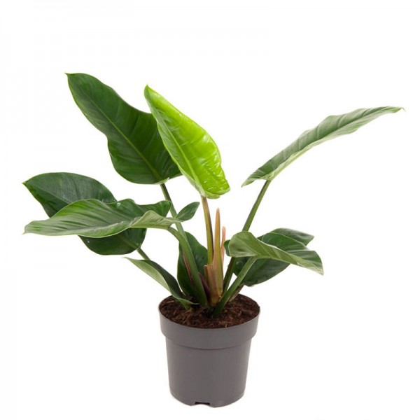 Філодендрон Імперіал Грін / Philodendron Imperial Green Ø24см ↑60-70см