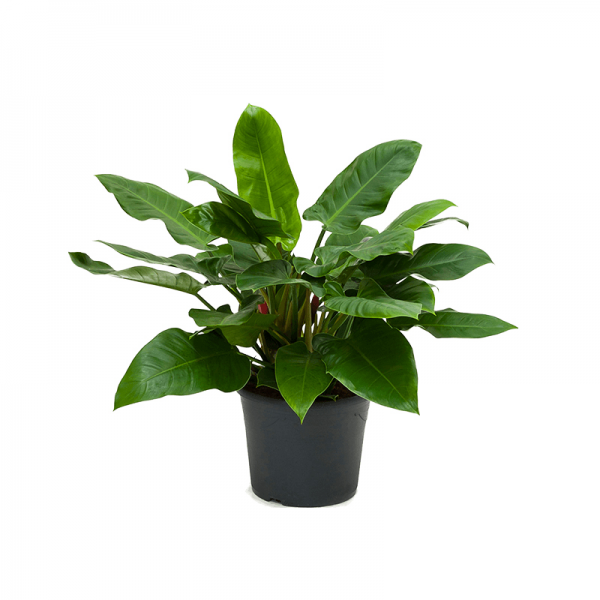 Філодендрон Імперіал Грін / Philodendron Imperial Green Ø27см ↑70-80см