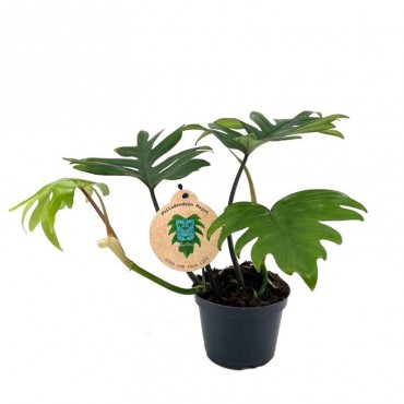 Філодендрон Майо / P...