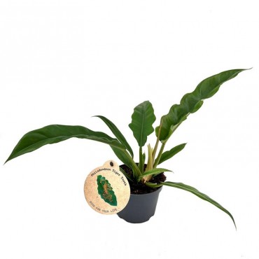 Філодендрон Нарроу Е...