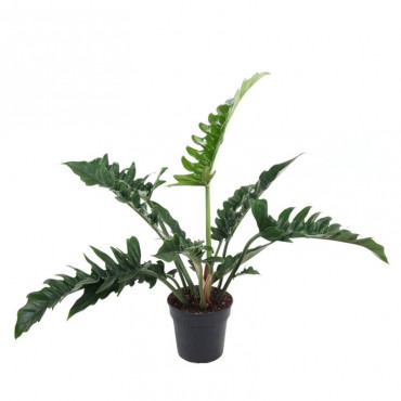 Філодендрон Нарроу Е...