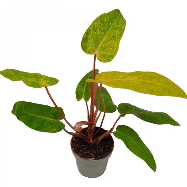 Філодендрон Пейнтед Леді / Philodendron Painted Lady Ø12см ↑25-35см