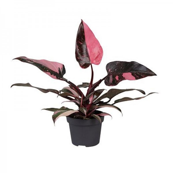Філодендрон Пінк Прінцес Марбл / Philodendron Pink Princess Marble Ø12см ↑25-35см