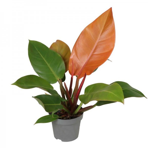 Фiлодендрон Принц Оранж / Philodendron Prince of Orange