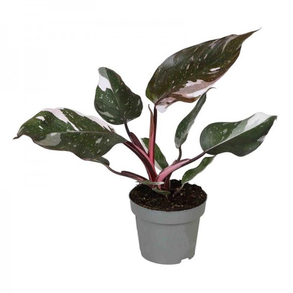 Філодендрон Ред Андерсон  / Philodendron Red Anderson Ø12см ↑30см