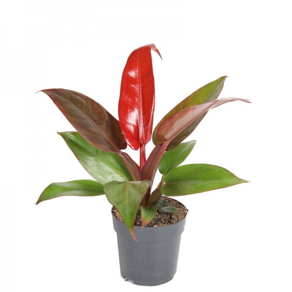 Філодендрон Ред Сан / Philodendron Red Sun Ø12см ↑25-30см