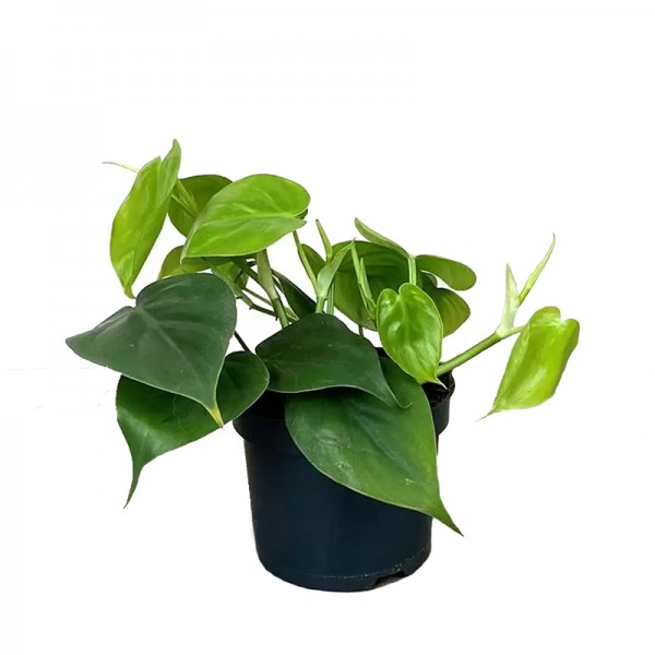 Філодендрон лазячий / Philodendron Scandens   Ø12см ↑20-30см
