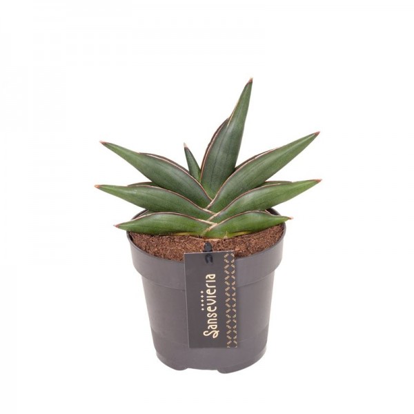 Сансевієрія 'Самурай' / Sansevieria 'Samurai'  Ø12см ↑25см