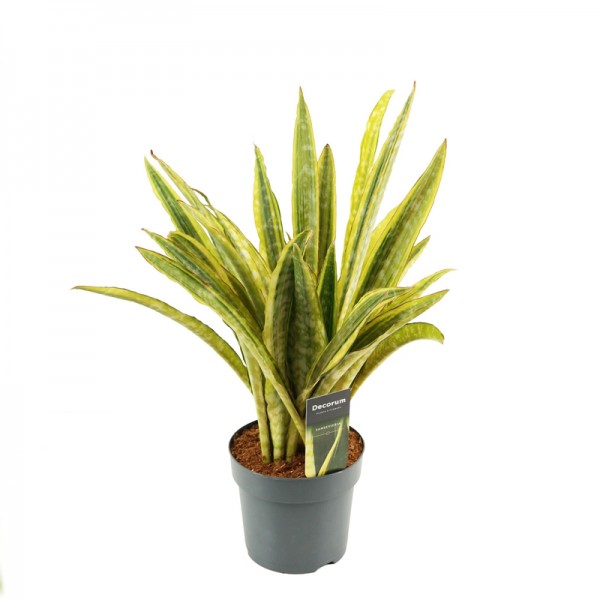 Сансевієрія Аубрітіана 'Лорен' / Sansevieria Aubrytiana 'Lauren'  Ø12см ↑50см