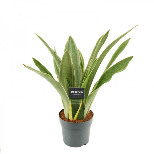 Сансевієрія Аубрітіана 'Саюрі' / Sansevieria Aubrytiana 'Sayuri'  Ø14см ↑40-45 см