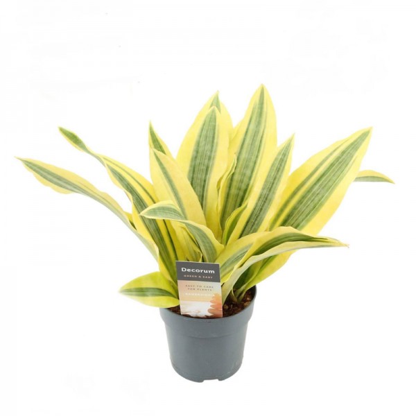 Сансевієрія 'Йеллоустоун' / Sansevieria aubrytiana 'Yellowstone'  Ø12см ↑30-35 см